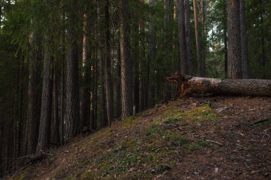 Ayrıntılar. Bir çam ağacının kökünde çürümüş bahar ormanında günbatımının ışığında esen güçlü bir rüzgar tarafından devrilmiş..