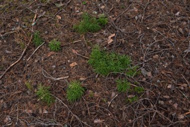 Makrofotoğrafçılık. Ağaç kabuğu yosun ve yosunla kaplanmış..