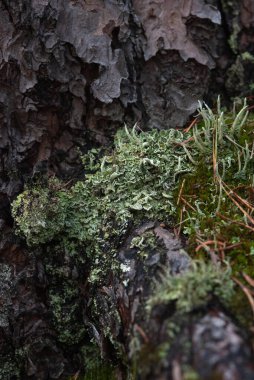 Makrofotoğrafçılık. Ağaç kabuğu yosun ve yosunla kaplanmış..