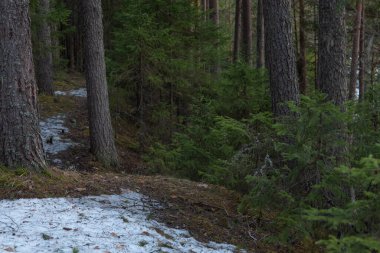 Güneşli bir bahar gününde Tayga Ormanı. Ağaçlar, ağaç dalları Güneş ışınları tarafından gölgelerden koparılmış.