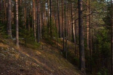 Güneşli bir bahar gününde Tayga Ormanı. Ağaçlar, ağaç dalları Güneş ışınları tarafından gölgelerden koparılmış.
