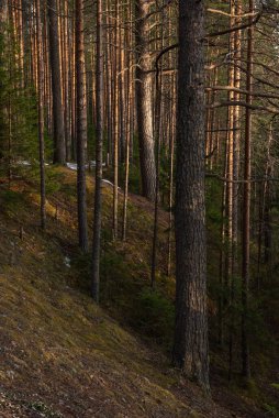 Manzara. Bahar ormanı gün batımında. Güneşin parlak, sıcak ışığı ağaç gövdelerinde zıt karanlık gölgeler ve parlak gölgeler yaratır. Karların çoğu çoktan erimiş.