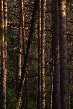Manzara. Bahar ormanı gün batımında. Güneşin parlak, sıcak ışığı ağaç gövdelerinde zıt karanlık gölgeler ve parlak gölgeler yaratır. Karların çoğu çoktan erimiş.
