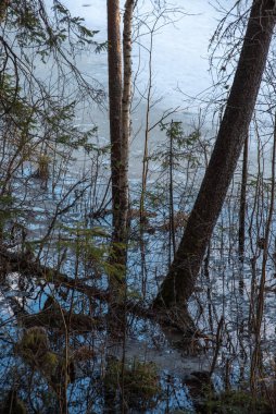 Manzara. Orman gölü kıyısı, karlar erimeye başladığında. Bazı ağaçlar çoktan erimiş suyla dolmuş. Günbatımının parlak, sıcak ışığı zıtlıklar ve derin gölgeler yaratır..