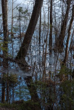 Manzara. Orman gölü kıyısı, karlar erimeye başladığında. Bazı ağaçlar çoktan erimiş suyla dolmuş. Günbatımının parlak, sıcak ışığı zıtlıklar ve derin gölgeler yaratır..