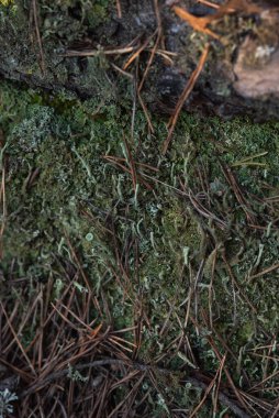 Makrofotoğrafçılık. Ağaç kabuğu yosun ve yosunla kaplanmış..