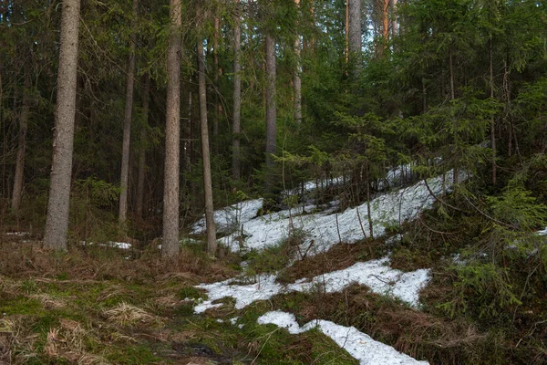 Taiga Erdő Egy Napos Tavaszi Napon Fák Faágak Melyeket Esti — Stock Fotó