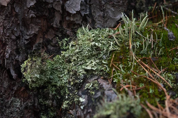 Macrofotografía Corteza Árbol Cubierto Musgo Liquen —  Fotos de Stock