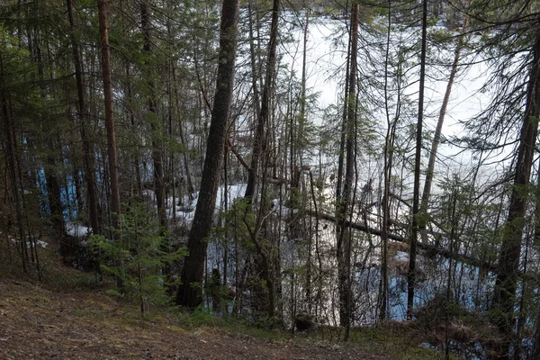 Paisaje Bosque Orilla Del Lago Comienzo Nieve Que Derrite Algunos — Foto de Stock