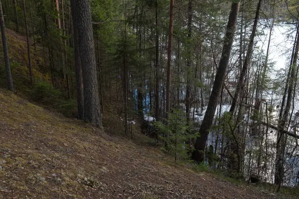 Lanskap Hutan Danau Pantai Pada Awal Salju Mencair Beberapa Pohon — Stok Foto