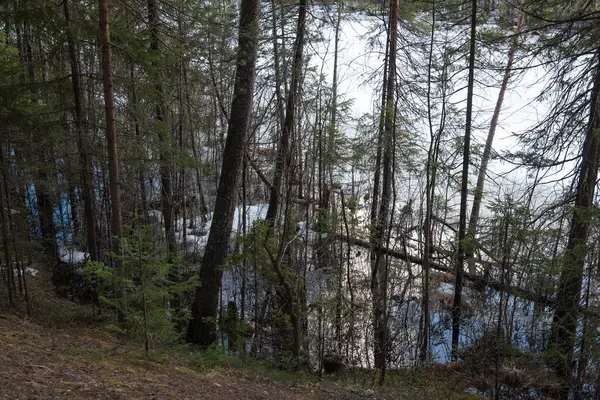 Landscape Forest Lake Shore Beginning Snow Melting Some Trees Have — Stock Photo, Image