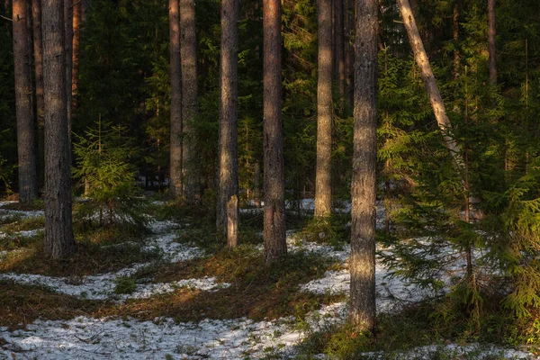 Paisaje Bosque Primavera Atardecer Brillante Luz Cálida Del Sol Crea — Foto de Stock