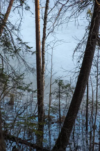 Landschaft Waldseeufer Beginn Der Schneeschmelze Einige Bäume Wurden Bereits Mit — Stockfoto