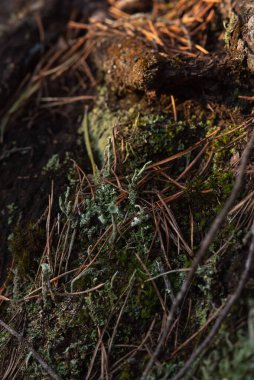 Makrofotoğrafçılık. Ağaç kabuğu yosun ve yosunla kaplanmış..