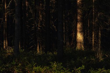 Manzara. Bahar ormanı gün batımında. Güneşin parlak, sıcak ışığı ağaç gövdelerinde zıt karanlık gölgeler ve parlak gölgeler yaratır. Karların çoğu çoktan erimiş.