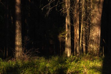 Manzara. Bahar ormanı gün batımında. Güneşin parlak, sıcak ışığı ağaç gövdelerinde zıt karanlık gölgeler ve parlak gölgeler yaratır. Karların çoğu çoktan erimiş.