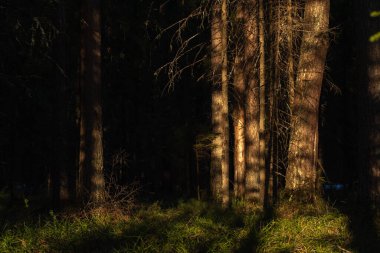 Manzara. Bahar ormanı gün batımında. Güneşin parlak, sıcak ışığı ağaç gövdelerinde zıt karanlık gölgeler ve parlak gölgeler yaratır. Karların çoğu çoktan erimiş.