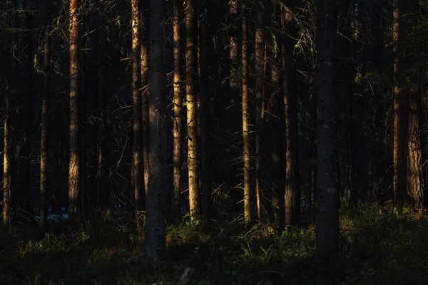 Paisaje Bosque Primavera Atardecer Brillante Luz Cálida Del Sol Crea — Foto de Stock