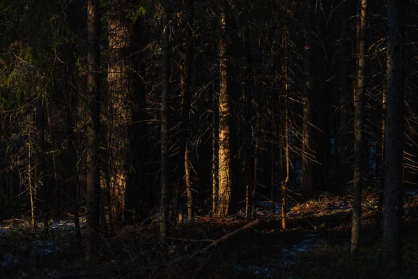 Tájkép Tavaszi Erdő Naplementekor Nap Ragyogó Meleg Fénye Kontrasztos Sötét — Stock Fotó