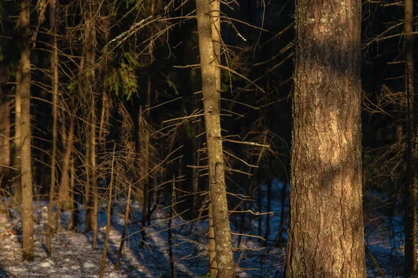 Landschaft Frühlingswald Bei Sonnenuntergang Das Helle Warme Licht Der Sonne — Stockfoto