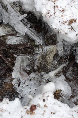 Düşen dallara düşen donmuş damlalarla bir bahar ormanı deresinin hızlı akışı.