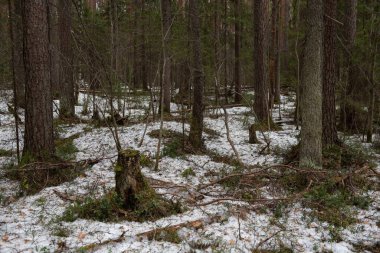 Güneşli bir bahar gününde Tayga Ormanı. Ağaçlar, ağaç dalları Güneş ışınları tarafından gölgelerden koparılmış.