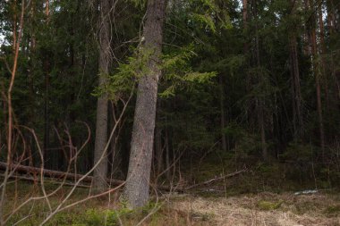 Güneşli bir bahar gününde Tayga Ormanı. Ağaçlar, ağaç dalları Güneş ışınları tarafından gölgelerden koparılmış.