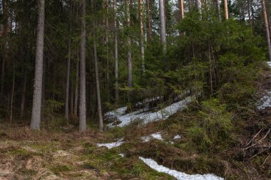Güneşli bir bahar gününde Tayga Ormanı. Ağaçlar, ağaç dalları Güneş ışınları tarafından gölgelerden koparılmış.