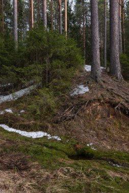 Bahar ormanlarındaki bir yamaçtaki çam ağaçlarının çıplak, çıkıntılı kök sistemi..