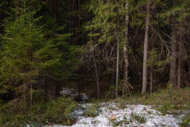 Gün batımının ışıklarındaki gizemli sık orman. Ağaçlar ve dallar gölgeye ve parlak gün ışığına çıkıyor. Gizemli.