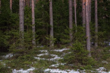 Gün batımının ışıklarındaki gizemli sık orman. Ağaçlar ve dallar gölgeye ve parlak gün ışığına çıkıyor. Gizemli.