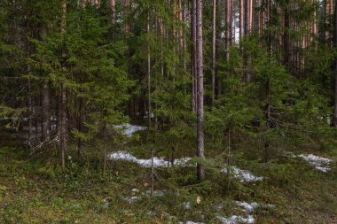 Güneşli bir bahar gününde Tayga Ormanı. Ağaçlar, ağaç dalları Güneş ışınları tarafından gölgelerden koparılmış.