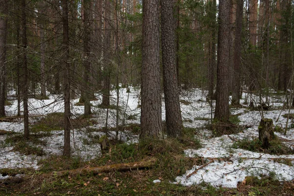 Taiga Erdő Egy Napos Tavaszi Napon Fák Faágak Melyeket Esti — Stock Fotó