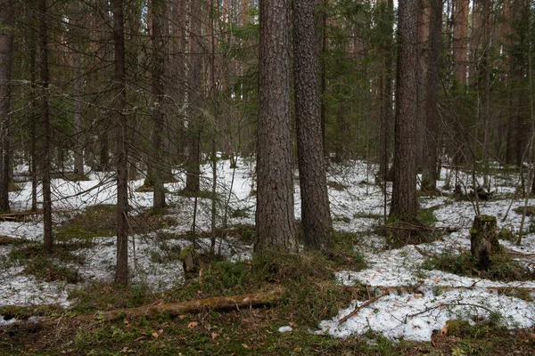 Las Taiga Słoneczny Wiosenny Dzień Drzewa Gałęzie Drzew Wyrwane Cienia — Zdjęcie stockowe