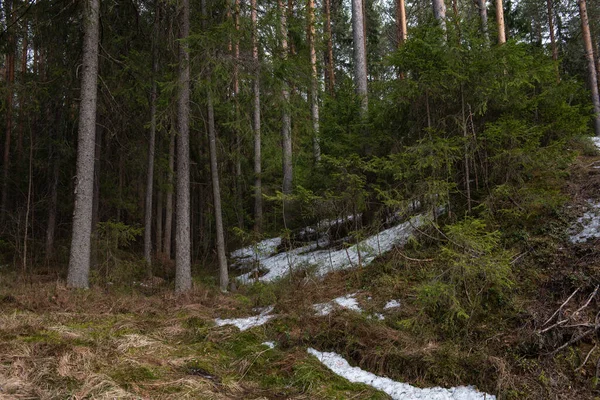 Güneşli bir bahar gününde Tayga Ormanı. Ağaçlar, ağaç dalları Güneş ışınları tarafından gölgelerden koparılmış.