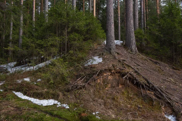 Fenyőfák Csupasz Kiálló Gyökérzete Egy Domboldalon Egy Tavaszi Erdőben — Stock Fotó