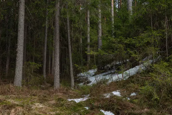 Las Taiga Słoneczny Wiosenny Dzień Drzewa Gałęzie Drzew Wyrwane Cienia — Zdjęcie stockowe