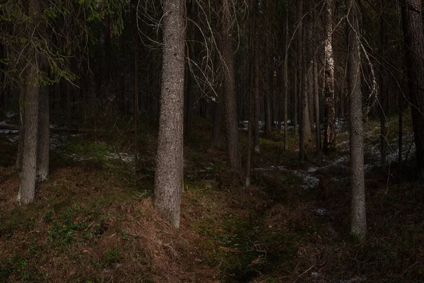 Den Mystiska Täta Skogen Solnedgångens Strålar Med Träd Och Grenar — Stockfoto