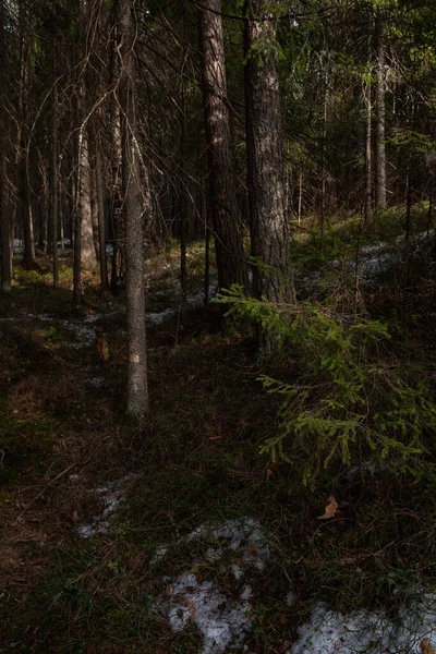 Der Geheimnisvolle Dichte Wald Licht Des Sonnenuntergangs Mit Bäumen Und — Stockfoto