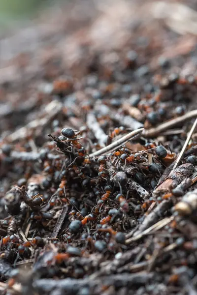 Forest Workers Ants Daily Bustle Everyday Life — Stock Photo, Image