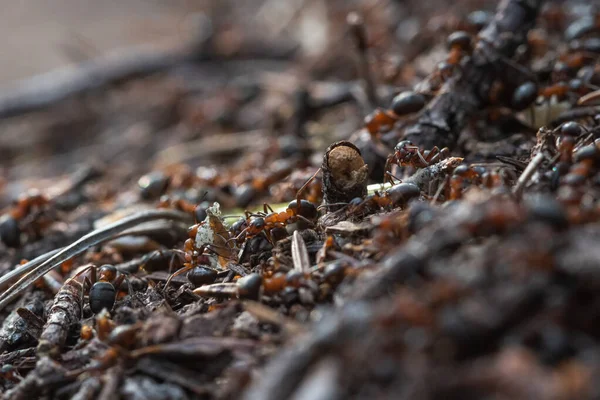 Les Travailleurs Forestiers Fourmis Dans Agitation Quotidienne Vie Quotidienne — Photo