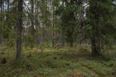 Tuhaf eğri büğrü ağaçları ve çalıları olan gizemli kutsal bir orman..