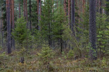 Çok sayıda kütüğü ve çamları olan bir orman bataklığı. Her yeri ledum ve yeşil yosun çalıları kaplamış..