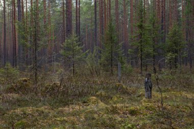 Çok sayıda kütüğü ve çamları olan bir orman bataklığı. Her yeri ledum ve yeşil yosun çalıları kaplamış..