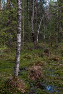 Çok sayıda kütüğü ve çamları olan bir orman bataklığı. Her yeri ledum ve yeşil yosun çalıları kaplamış..