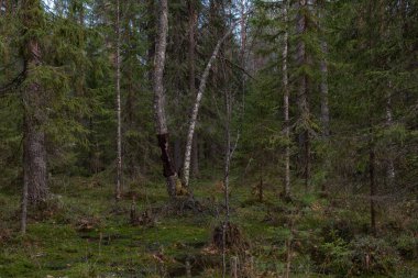 Tuhaf eğri büğrü ağaçları ve çalıları olan gizemli kutsal bir orman..