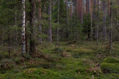 Tuhaf eğri büğrü ağaçları ve çalıları olan gizemli kutsal bir orman..