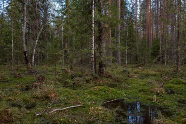 Çok sayıda kütüğü ve çamları olan bir orman bataklığı. Her yeri ledum ve yeşil yosun çalıları kaplamış..