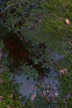 Gizemli kutsal orman. Kalın yeşil yosunlarla kaplı bataklık ormanlık.