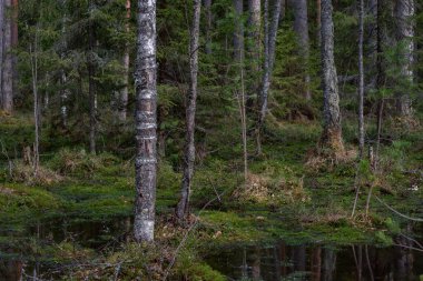 Çok sayıda kütüğü ve çamları olan bir orman bataklığı. Her yeri ledum ve yeşil yosun çalıları kaplamış..